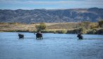 Moose on the Jefferson River Montana