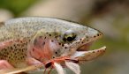 Missouri River Trout