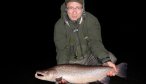 Brown trout on streamer