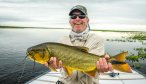 catch and release golden dorado