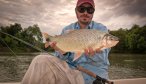 Golden Dorado Fly Fishing