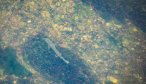 big montana trout