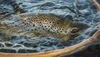 big montana brown trout