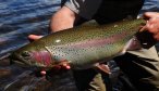 trophy trout