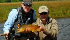 big brown trout