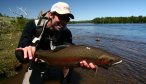 big rainbow trout