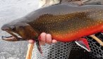 Trophy brook trout