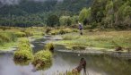 Chile spring creeks