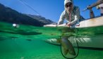 Release fish in Chile