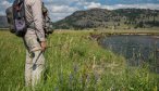 Wild Cutthroat trout