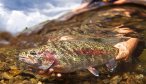 fly fishing 