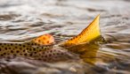 brown trout tail