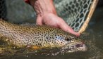 Montana brown trout