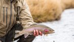 Madison River Rainbow