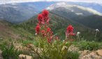 Bob Marshall Wilderness