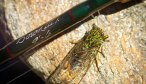new zealand cicada hatch