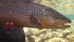 Big NZ brown trout