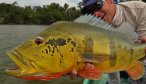 Fly fishing for peacock bass in the Amazon
