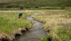 Spring Creek Fly Fishing