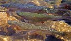 Fly Fishing in YNP