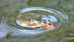 Yellowstone Park Fishing