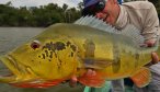 huge peacock bass brazil