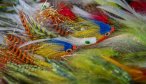 fly selection for peacock bass