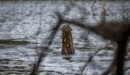 Giant Amazon Otter