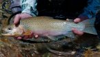 Bob Marshall Wilderness float trips