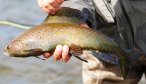 Fly Fishing in Alaska