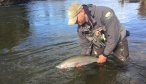 Big Alaskan Rainbow Trout