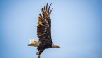 eagle flying