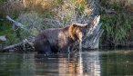 alaska brown bear