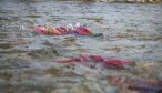 sockeye salmon