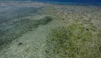 Average size school of bonefish on Turneffe atoll