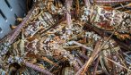 Spiny lobster