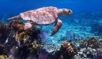 Sea turtle underwater photo