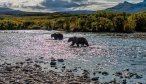 brown bears