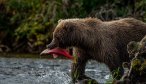 Bear Chasing Salmon