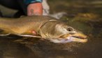 Bob Marshall Wilderness Bull Trout