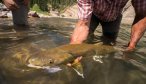 Bob Marshall Wilderness Bull Trout