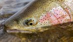 Big Bow