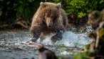 Bear chasing salmon