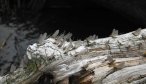 dry fly fishing the gallatin river