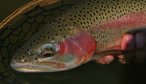 Montana Fishing Trips, Montana Angler