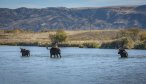 Montana Angler, Montana Fishing Vacations