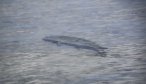 bonefish on the flats in Mexico