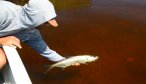 Mexico lagoon fly fishing