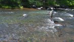 willow creek river view