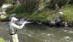 fighting brown trout